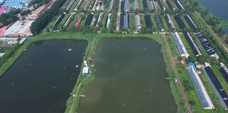 如何聯系天津龍魚祥龍魚場（天津龍魚祥龍魚場可通過以下方式聯系位于天津龍魚祥龍魚場）