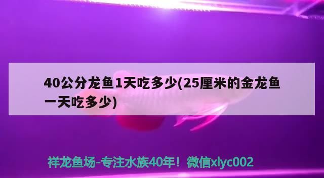 40公分龍魚(yú)1天吃多少(25厘米的金龍魚(yú)一天吃多少)