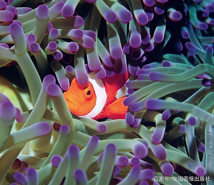 深海龍魚有哪些防御機制？（海洋里的“求生保衛戰”）