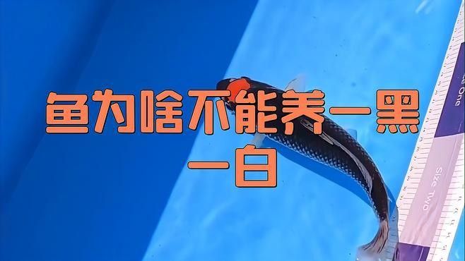 混養環境中需要哪些躲避裝飾？