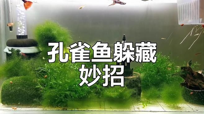 混養環境中需要哪些躲避裝飾？