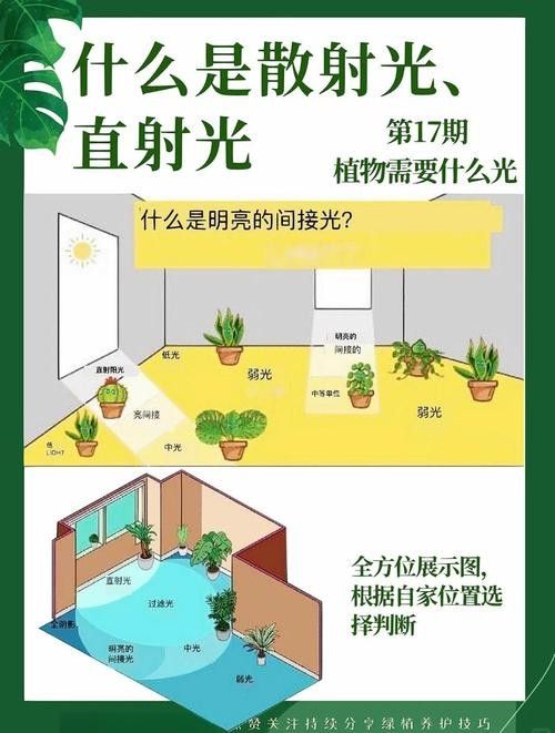 混養環境中需要哪些躲避裝飾？