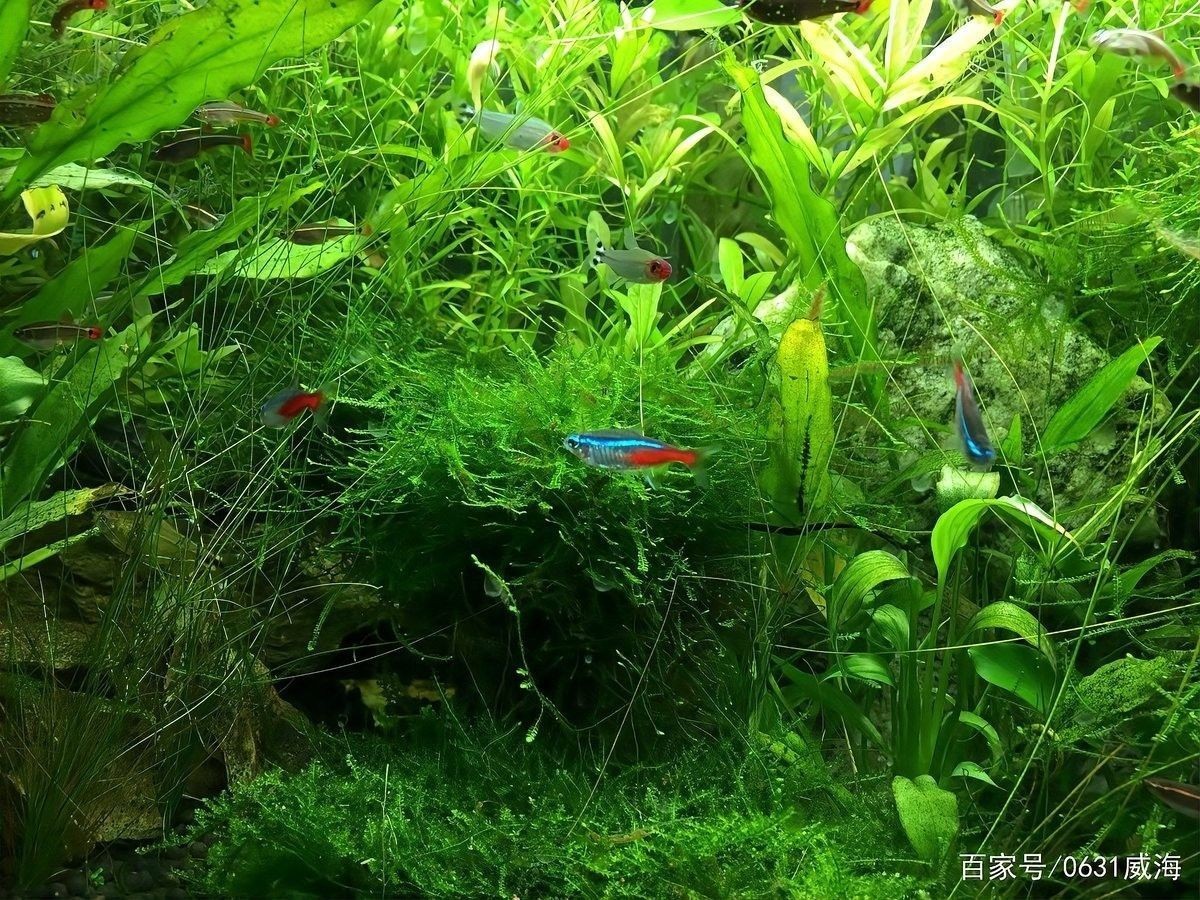 混養環境中需要哪些躲避裝飾？