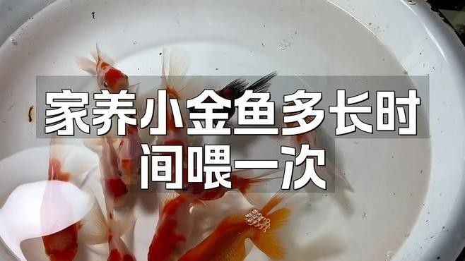 黑龍睛金魚多久喂一次食物（黑龍睛金魚每天喂食一到兩次，喂食頻率與年齡綜合調整）