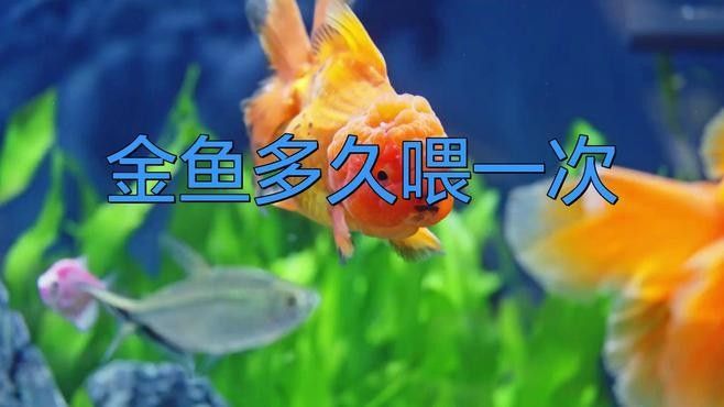 黑龍睛金魚多久喂一次食物（黑龍睛金魚每天喂食一到兩次，喂食頻率與年齡綜合調整）