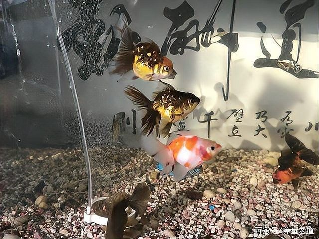 黑龍睛金魚多久喂一次食物（黑龍睛金魚每天喂食一到兩次，喂食頻率與年齡綜合調整）