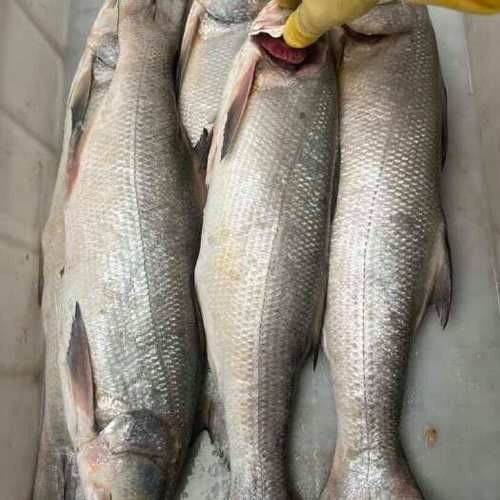 馬古龍魚有哪些品種（馬古龍魚最常見的幾個(gè)品種，漁民老哥帶來小伙撞見全收了小范愛鄉(xiāng)村）