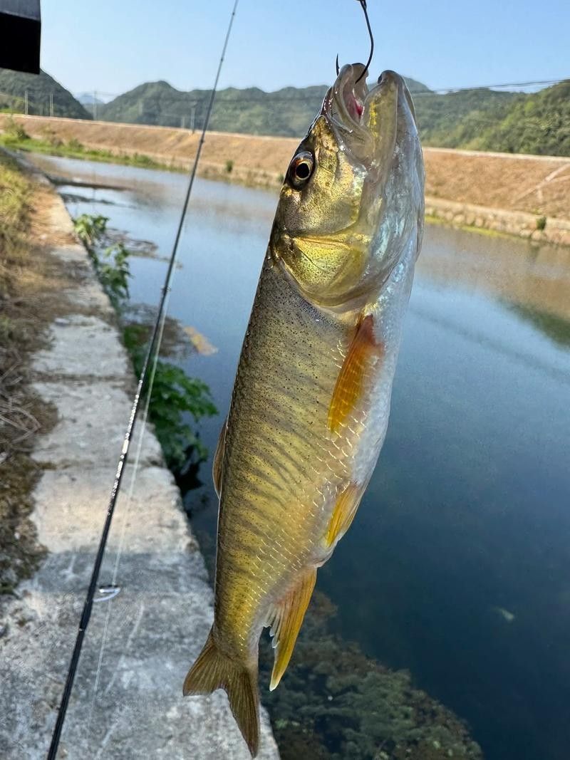馬古龍魚有哪些品種（馬古龍魚最常見的幾個品種，漁民老哥帶來小伙撞見全收了小范愛鄉(xiāng)村）