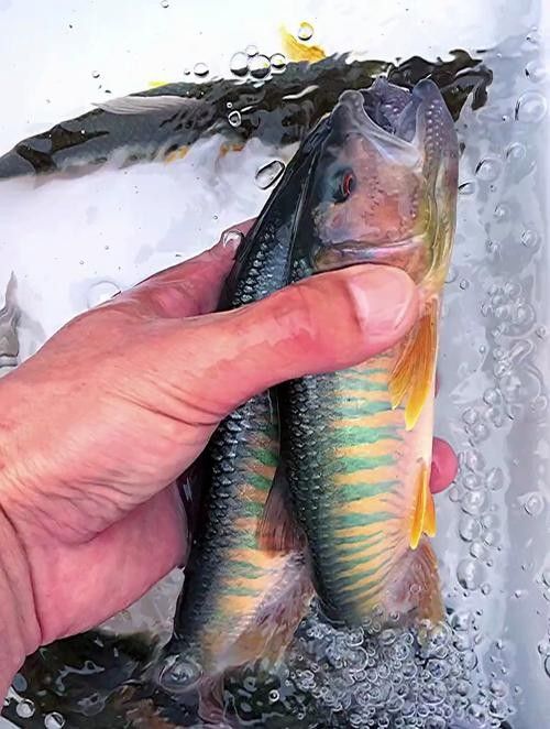 馬古龍魚有哪些品種（馬古龍魚最常見的幾個品種，漁民老哥帶來小伙撞見全收了小范愛鄉(xiāng)村）