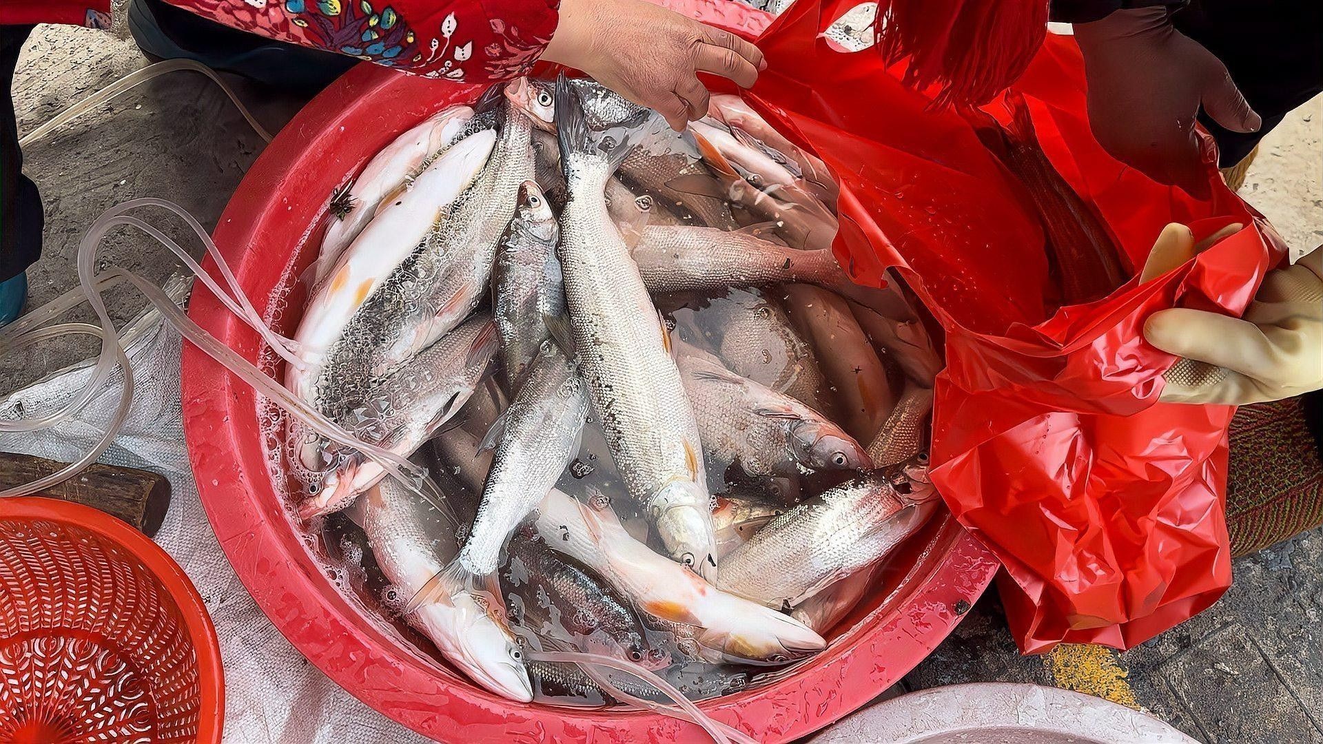 馬古龍魚有哪些品種（馬古龍魚最常見的幾個品種，漁民老哥帶來小伙撞見全收了小范愛鄉(xiāng)村）