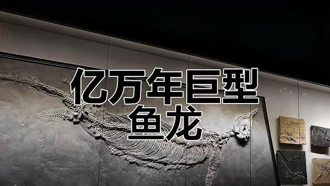 龍魚化石有哪些種類（億萬年前巨大魚龍化石震撼來襲魚龍微信公眾平臺發(fā)現(xiàn)）