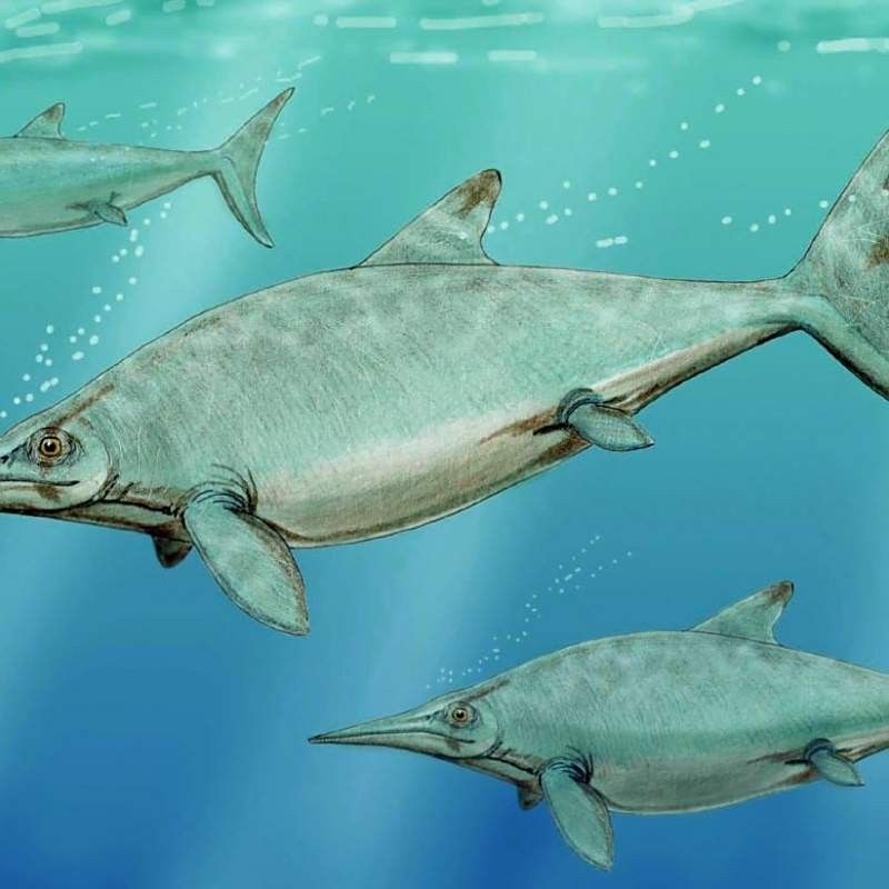 龍魚化石有哪些種類（億萬年前巨大魚龍化石震撼來襲魚龍微信公眾平臺發(fā)現(xiàn)）