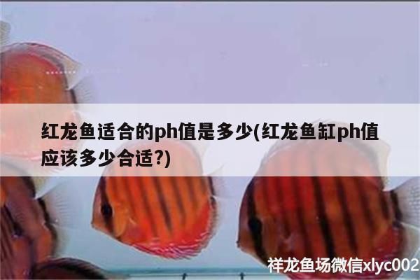 紅龍魚適合的ph值是多少(紅龍魚缸ph值應該多少合適?)（紅龍魚適合的ph值是多少）