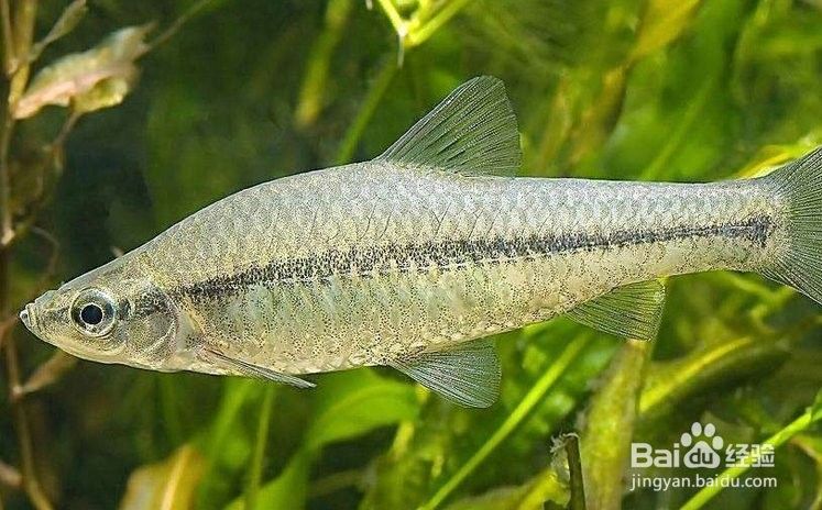 金頭過(guò)背金龍魚受傷會(huì)自愈嗎？（金頭過(guò)背金龍魚受傷后會(huì)自愈嗎）