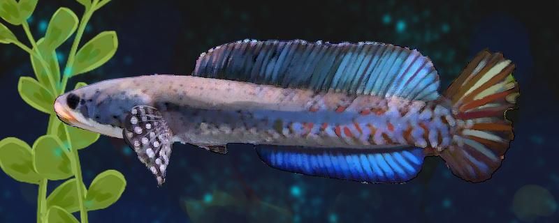 幻紅雷龍魚水溫多少合適（幻彩紅寶石雷龍魚最適合生長的水溫是多少？）