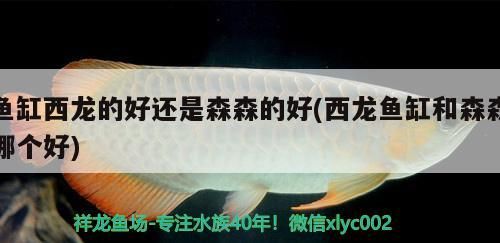 魚缸西龍的好還是森森的好(西龍魚缸和森森哪個好)（揭秘漢霸和森森魚缸哪個好，魚缸西龍好還是森森的好）