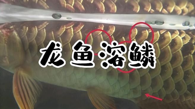 龍魚溶鱗初期如何處理（龍魚溶鱗初期處理方法）