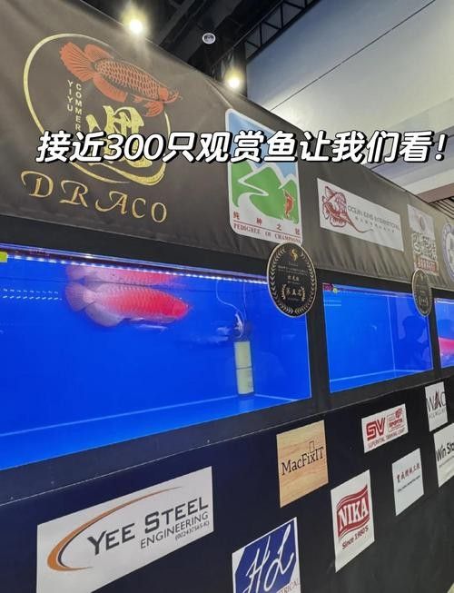 寧陵哪個水族館龍魚好？祥龍魚場龍魚