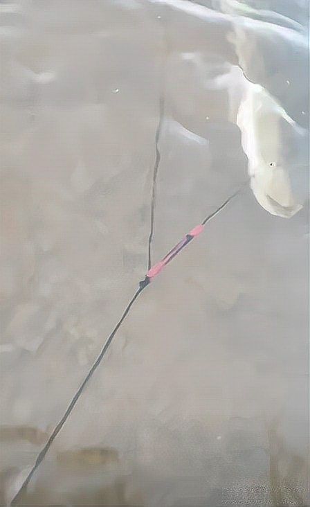 哪種土龍魚最名貴（安徽男子釣到一條“土龍”多人高價想買民生百事通老陳世界最貴）
