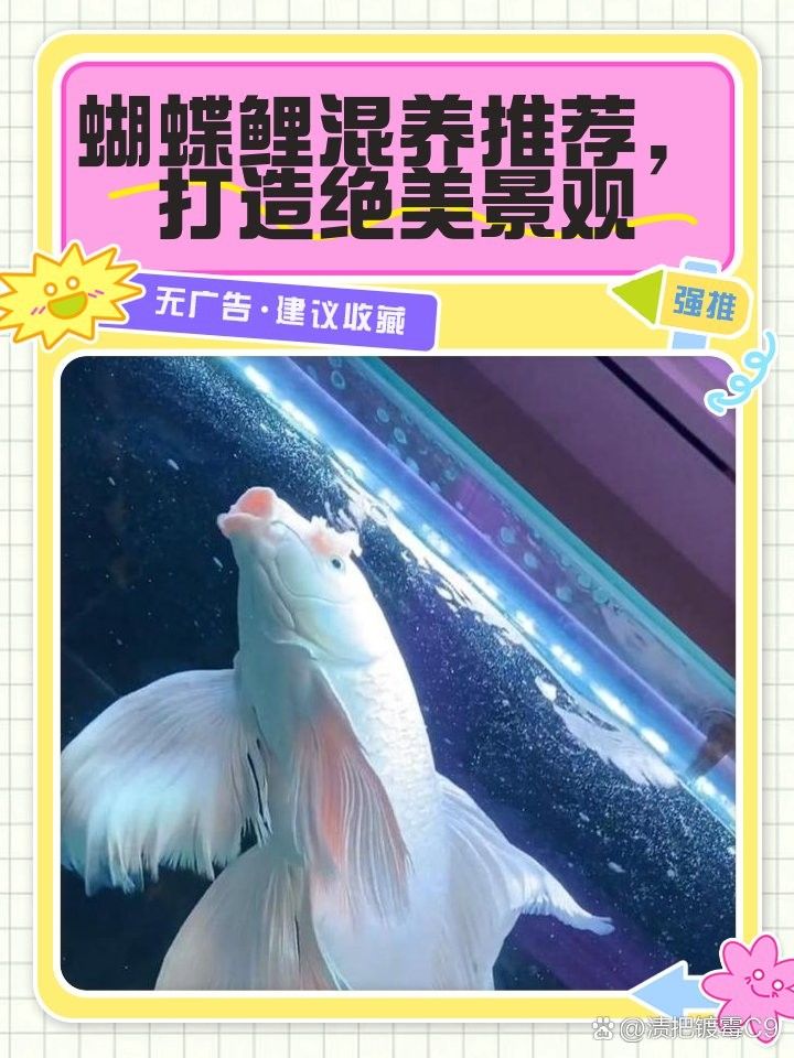 蝴蝶鯉和哪些魚混養比較合適