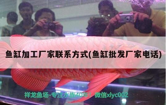 我的虎魚真菌感染了要怎么處理 魚缸加工廠家聯系方式(魚缸批發廠家電話) 觀賞魚百科 魚缸加工廠家聯系方式(魚缸批發廠家電話) 魚缸加工廠家聯系方式(魚缸批發廠家電話) 觀賞魚百科