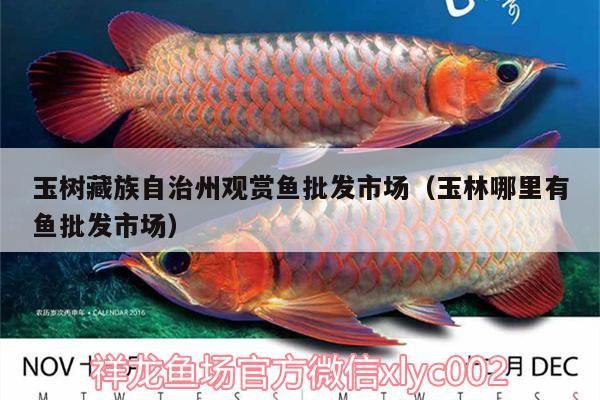 玉樹藏族自治州觀賞魚批發市場（<strong><mark>玉林</mark></strong>哪里有魚批發市場）