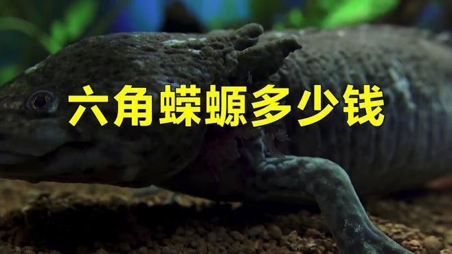 哪些顏色的六角恐龍魚價(jià)格最高？（六角恐龍魚價(jià)格差異顯著六角恐龍魚價(jià)格差異顯著）