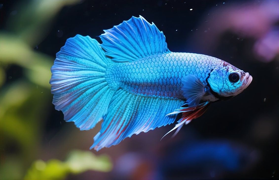 哪些顏色的六角恐龍魚價(jià)格最高？（六角恐龍魚價(jià)格差異顯著六角恐龍魚價(jià)格差異顯著）