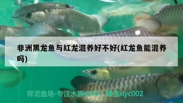 非洲黑龍魚與紅龍混養好不好(紅龍魚能混養嗎) 非洲黑龍魚與紅龍混養好不好(紅龍魚能混養嗎) 觀賞魚百科
