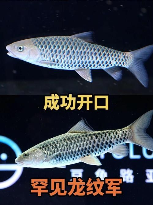 如何判斷石獅龍魚是否健康？（判斷石獅龍魚是否健康，需從多方面進行細致的觀察和分析）