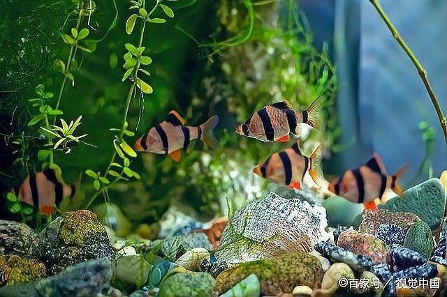 龍魚缸小夜燈的最佳開啟時間