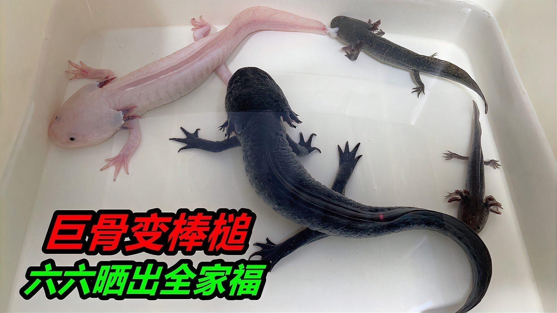 六角龍魚繁殖后如何護理？（六角龍魚繁殖后的護理）