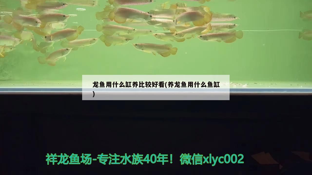 龍魚用什么缸養比較好看(養龍魚用什么魚缸)