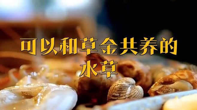 哪些水草適合混養？（養水草的適宜性取決于多種因素，包括水質條件、光照、溫度和營養需求）