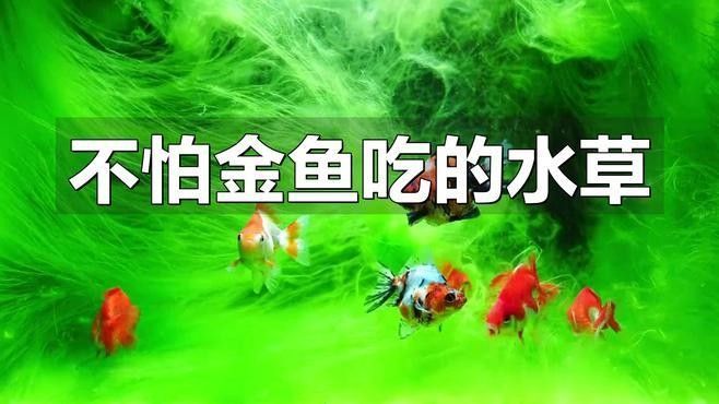 哪些水草適合混養？（養水草的適宜性取決于多種因素，包括水質條件、光照、溫度和營養需求）