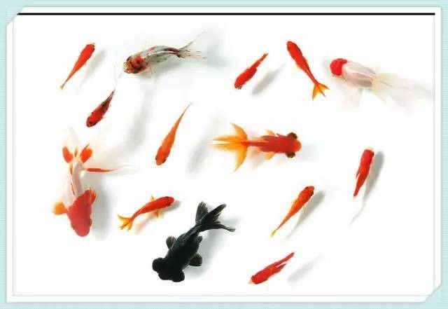 哪些水草適合混養？（養水草的適宜性取決于多種因素，包括水質條件、光照、溫度和營養需求）