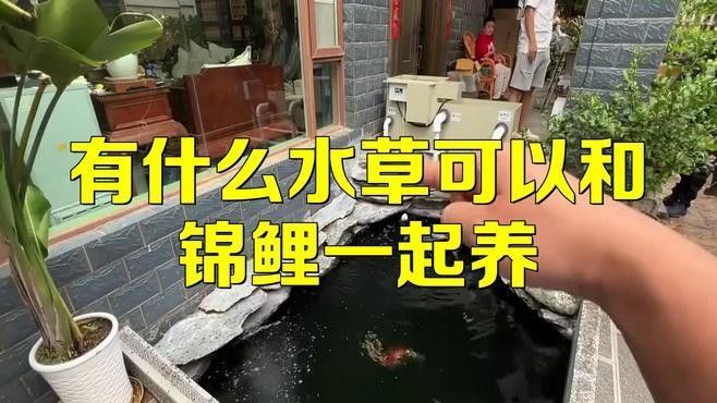 哪些水草適合混養？（養水草的適宜性取決于多種因素，包括水質條件、光照、溫度和營養需求）