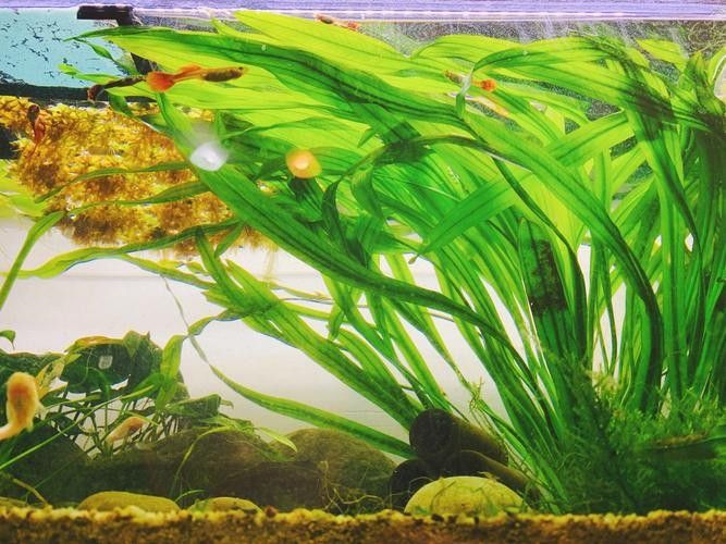 哪些水草適合混養？（養水草的適宜性取決于多種因素，包括水質條件、光照、溫度和營養需求）