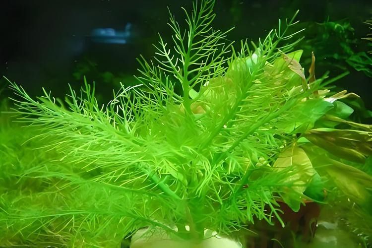 哪些水草適合混養？（養水草的適宜性取決于多種因素，包括水質條件、光照、溫度和營養需求）