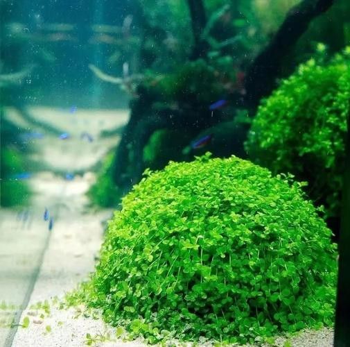 哪些水草適合混養？（養水草的適宜性取決于多種因素，包括水質條件、光照、溫度和營養需求）