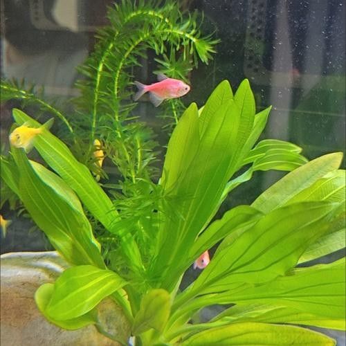 哪些水草適合混養？（養水草的適宜性取決于多種因素，包括水質條件、光照、溫度和營養需求）