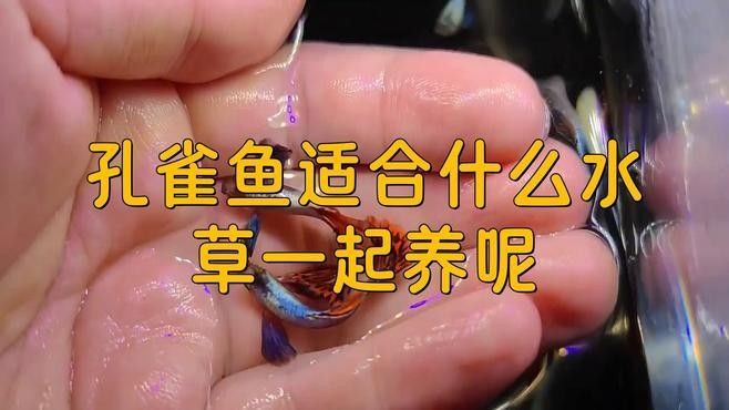 哪些水草適合混養？（養水草的適宜性取決于多種因素，包括水質條件、光照、溫度和營養需求）