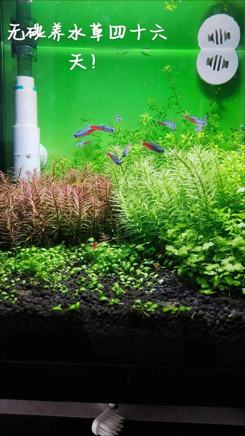 哪些水草適合混養？（養水草的適宜性取決于多種因素，包括水質條件、光照、溫度和營養需求）