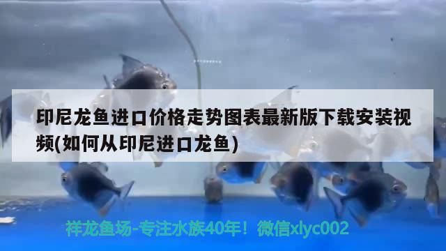印尼龍魚進口價格走勢圖表最新版下載安裝視頻(如何從印尼進口龍魚)
