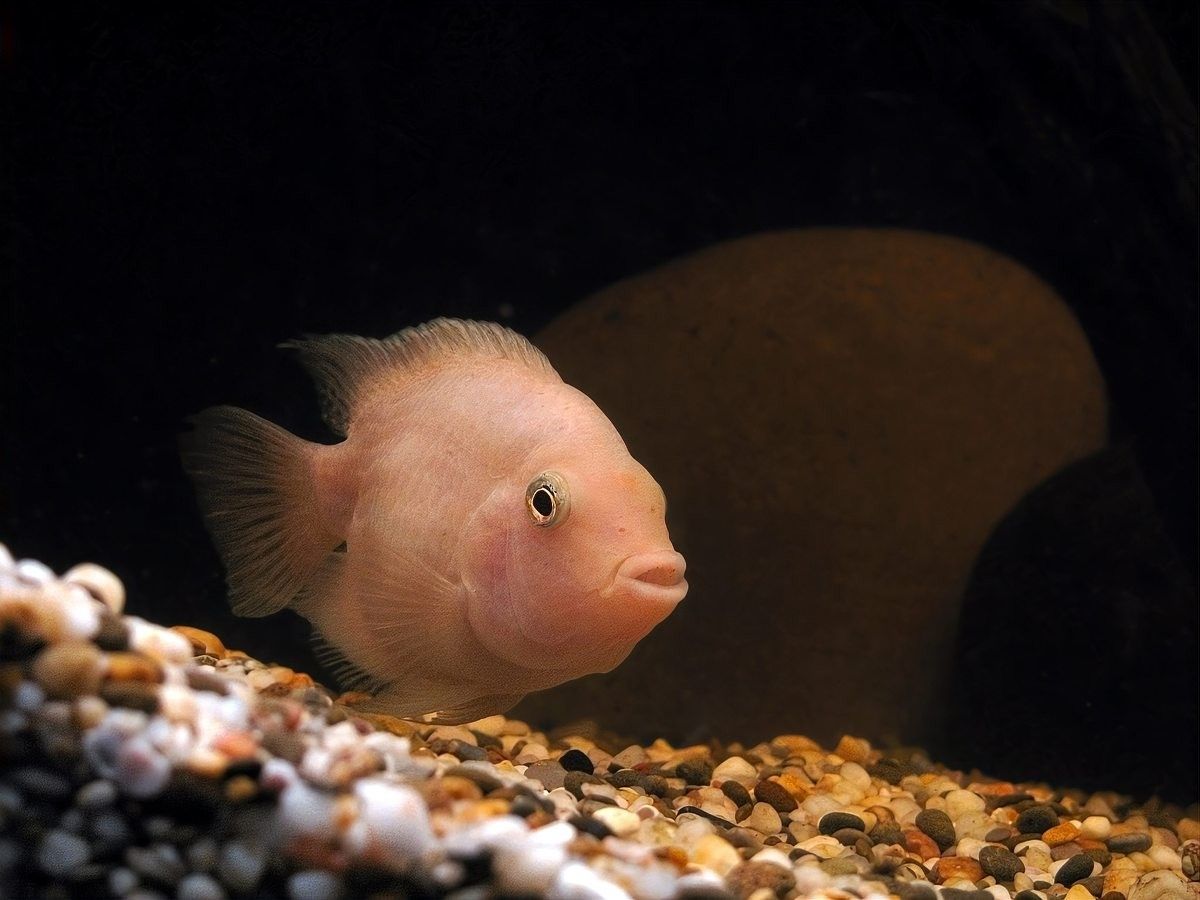 曼龍魚和孔雀魚混養實例