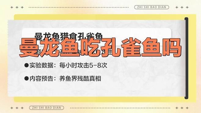 曼龍魚和孔雀魚混養實例
