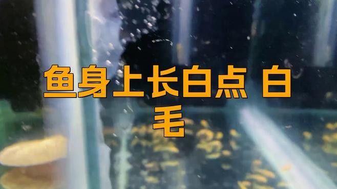 金龍魚起白毛會傳染嗎？