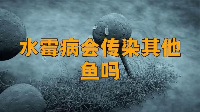 金龍魚起白毛會傳染嗎？