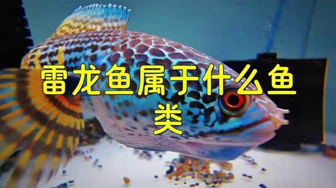 龍魚和雷龍魚有何不同（養(yǎng)魚老道，水中霸主“雷龍”魚，中國人喜歡龍）