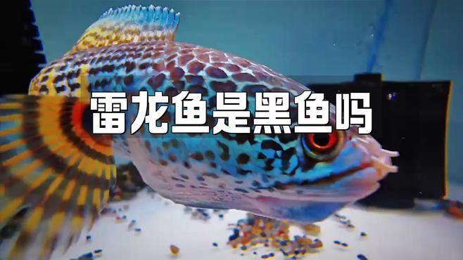 龍魚和雷龍魚有何不同（養(yǎng)魚老道，水中霸主“雷龍”魚，中國人喜歡龍）